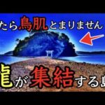 龍と繋がりたい人は至急見て欲しい※人生に奇跡が起こる壱岐島小島神社165